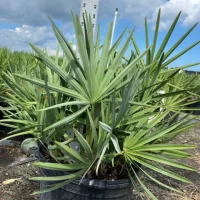 saw-palmetto-green-serenoa-repens-plantologyusa-5-6-feet-288855.webp saw-palmetto-green-serenoa-repens-plantologyusa-5-6-feet-288855.webp